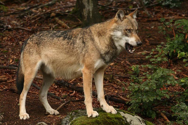 Επιστροφή των λύκων στην Πάρνηθα, μετά από 50 χρόνια - Media