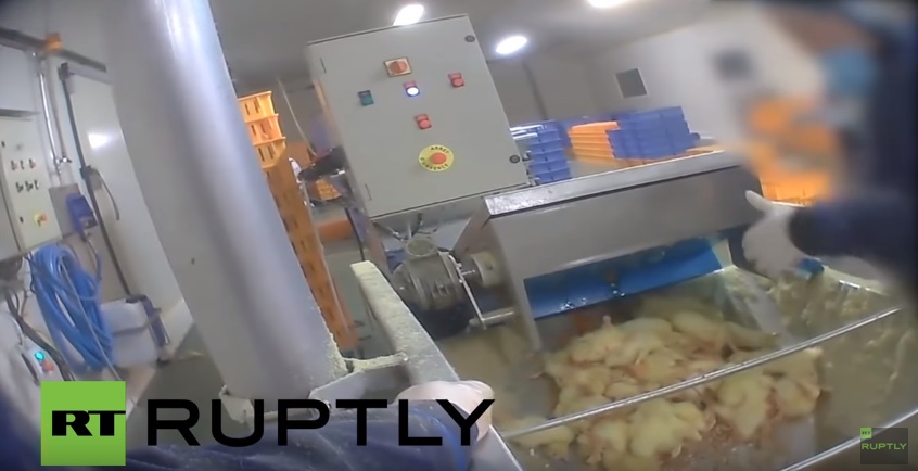 Το φρικιαστικό πρόσωπο του καταναλωτισμού – Εικόνες ντροπής σε εργοστάσιο φούα γκρα (Σκληρό Video)  - Media