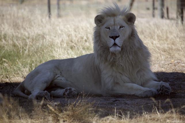 «Θαύμα των Χριστουγέννων»: Ένα στειρωμένο λιοντάρι έγινε πατέρας τριών λευκών λιονταριών - Media