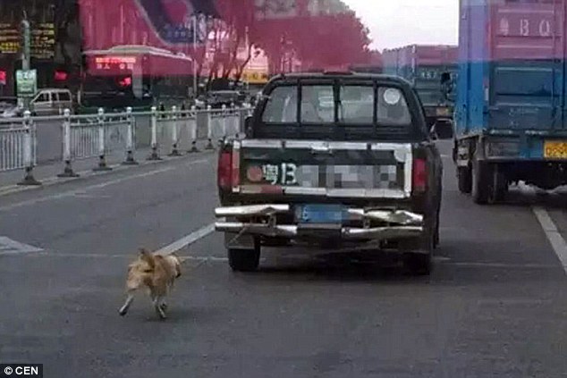 Σαδισμός σε κοινή θέα: Έδεσε σκύλο πίσω από το όχημά του και τον έσερνε στους δρόμους της πόλης - Media