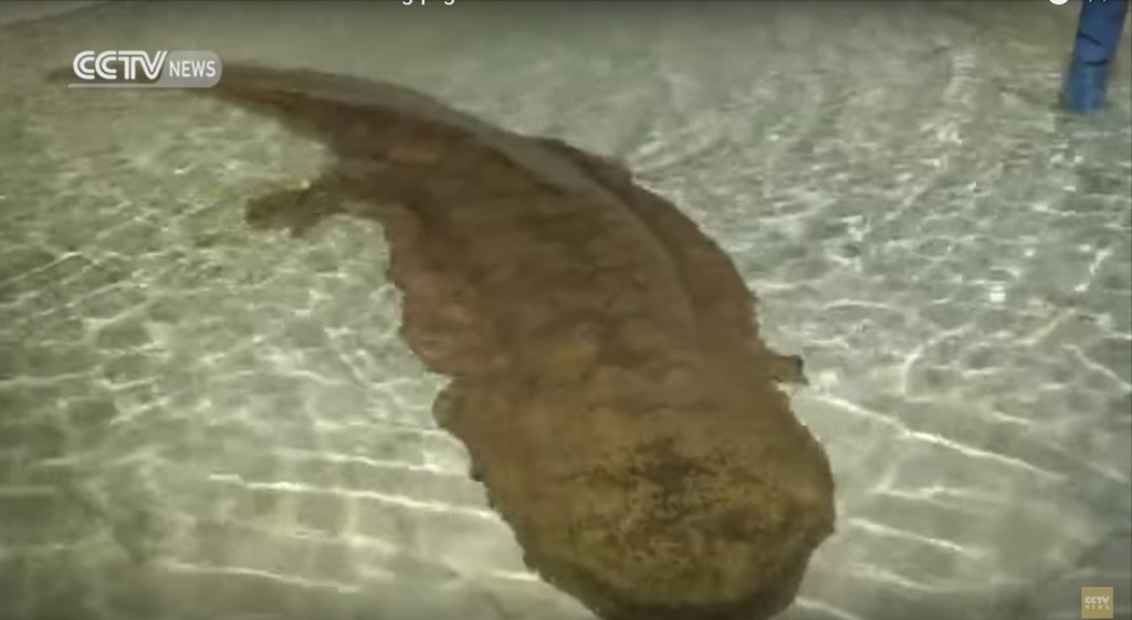 Γιγαντιαία σαλαμάνδρα 200 ετών βρέθηκε σε σπηλιά! (Video) - Media