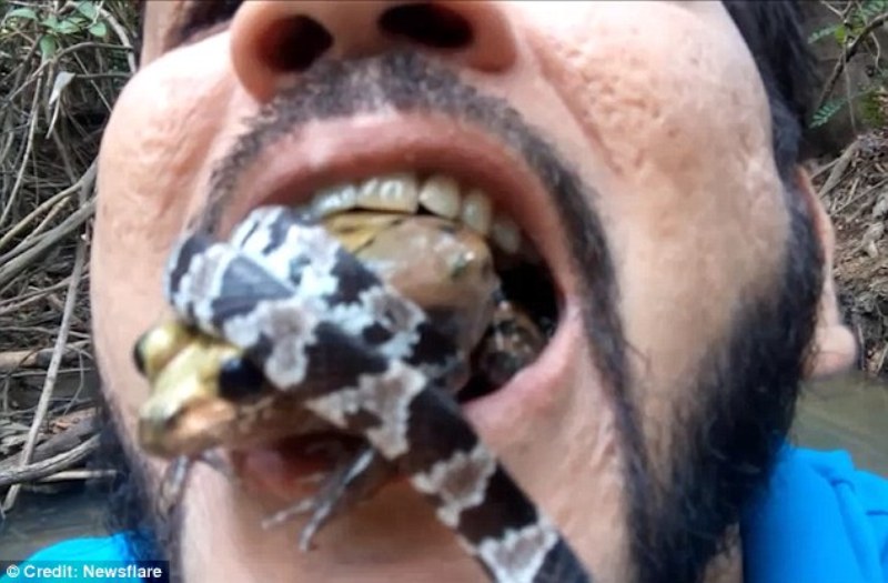 Έπαιξε τη ζωή του κορώνα γράμματα, έβαλε στο στόμα του ένα φίδι και έναν δηλητηριώδη βάτραχο (Video) - Media