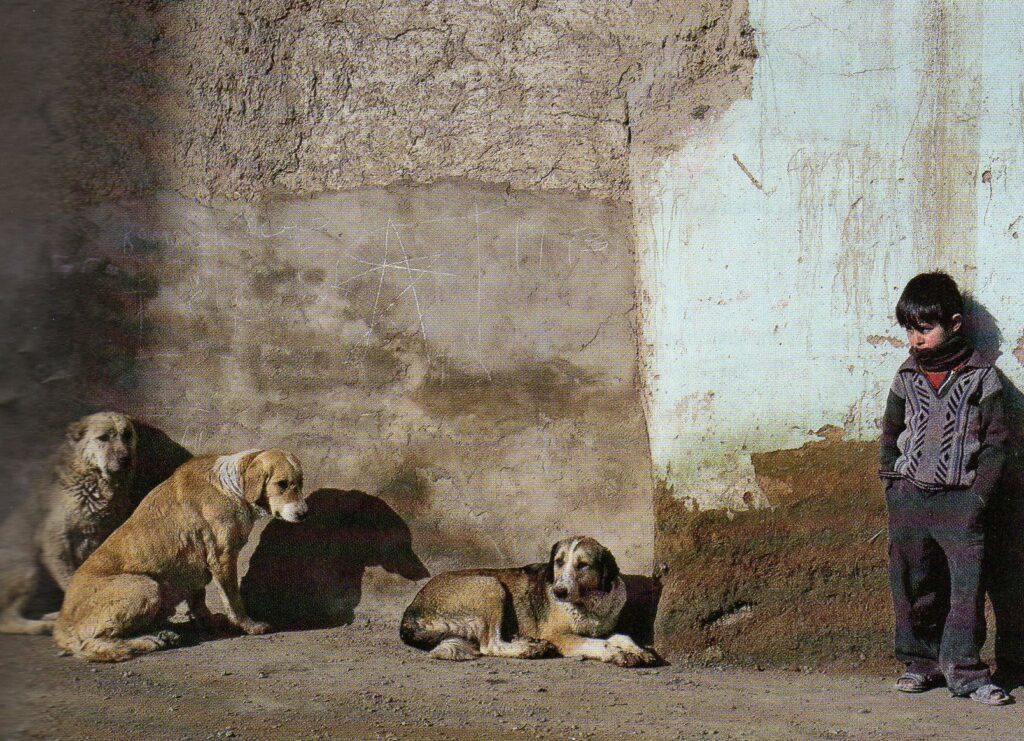 Τα σκυλιά του πολέμου - Συγκλονιστικές ιστορίες για τα αδέσποτα που υποφέρουν στα ερείπια της Συρίας (Photos) - Media