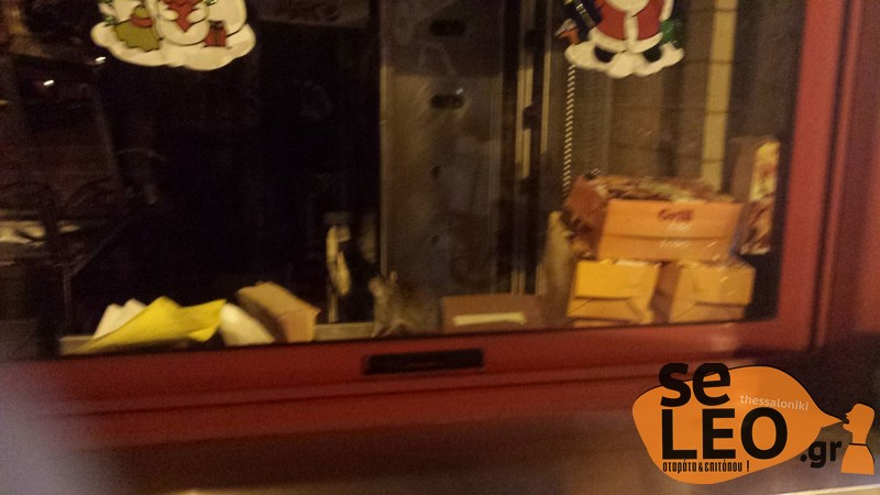 Αρουραίος βολτάρει σε βιτρίνα ψητοπωλείου στη Θεσσαλονίκη (Photo) - Media
