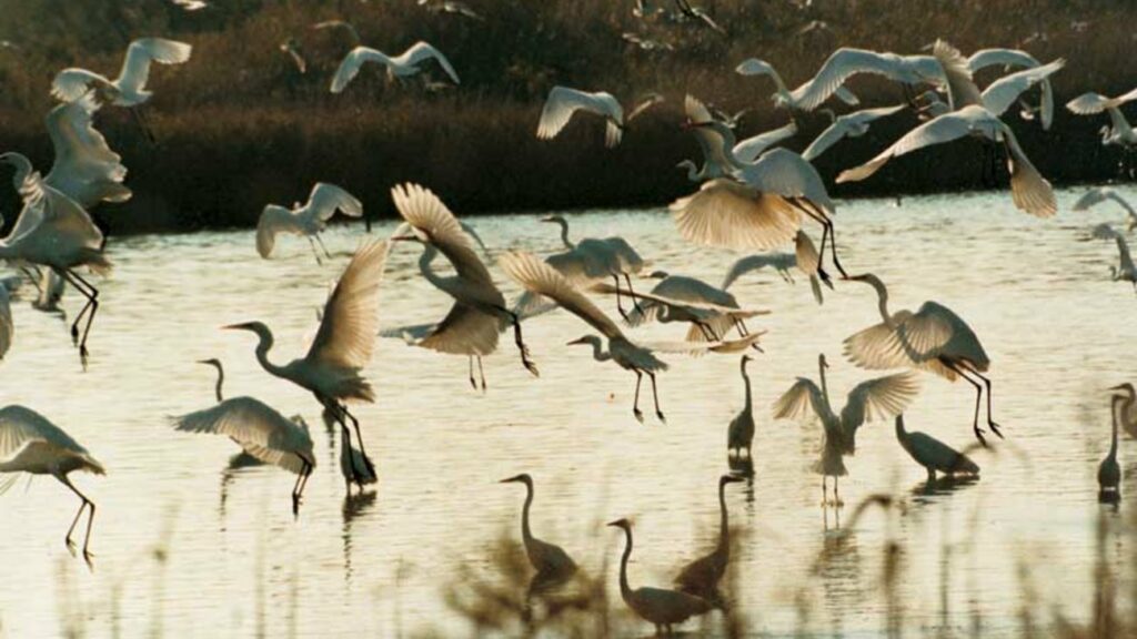 Σε κίνδυνο το 90% των μεταναστευτικών πουλιών - Media