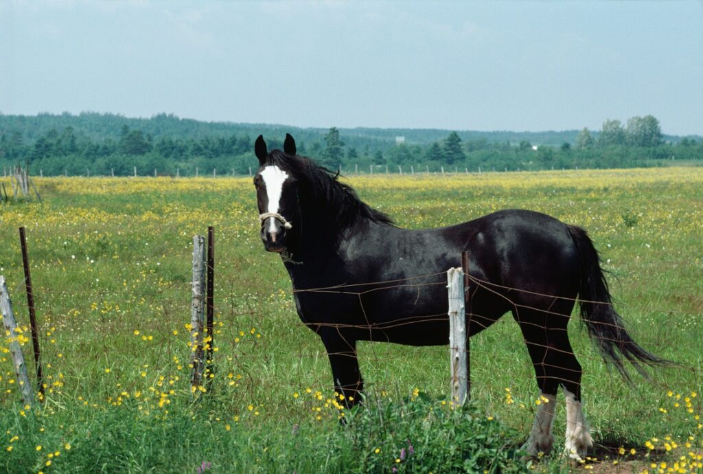 Μοιραία βόλτα με άλογο για ηλικιωμένο - Media