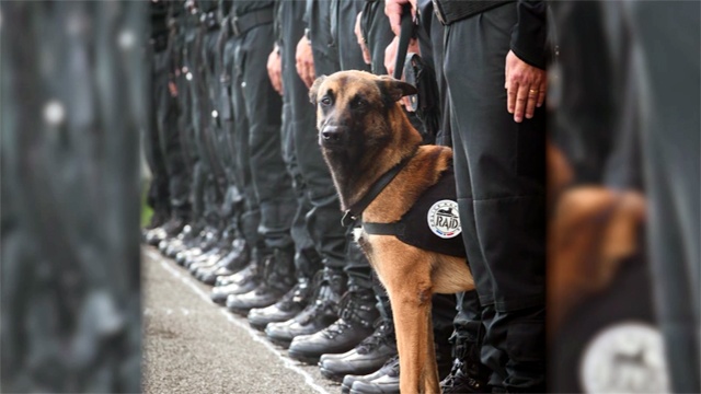 Παρασημοφορείται η Ντίζελ, η σκυλίτσα της γαλλικής αστυνομίας που σκοτώθηκε σε επιχείρηση της αντιτρομοκρατικής - Media