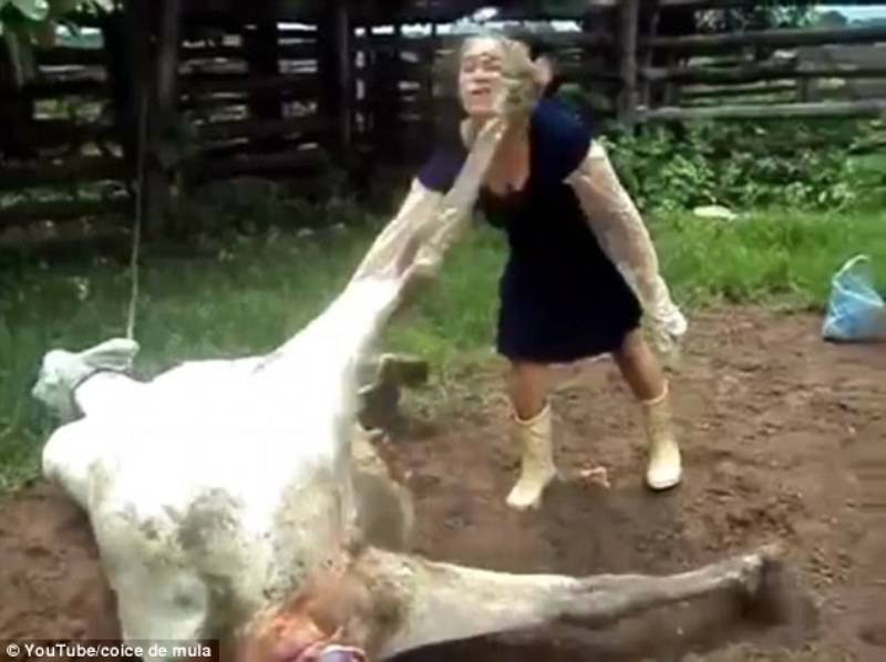 Αγελάδα που μόλις γέννησε, κλωτσάει με δύναμη στο πρόσωπο γυναίκα που επιχείρησε να τη βοηθήσει  (Video) - Media