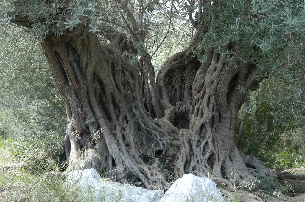 Πέντε ελαιόδεντρα, ηλικίας 700 έως 1.500 ετών, μεταφυτεύονται στην Αθήνα	 - Media