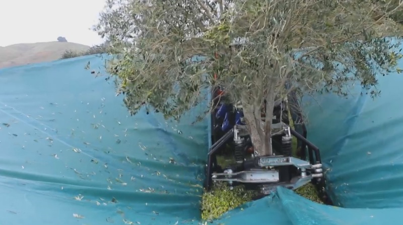 Ερευνητική δράση για το Ελληνικό γενετικό υλικό της αγροτικής παραγωγής - Media