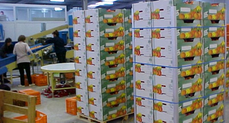 Σύννεφα στις εξαγωγές φρούτων και λαχανικών "βλέπει" η Incofruit Hellas - Media