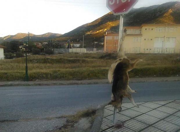 Χαλκιδική: Σκότωσαν σκύλο και τον κρέμασαν έξω από σχολείο (Σκληρές Εικόνες) - Media