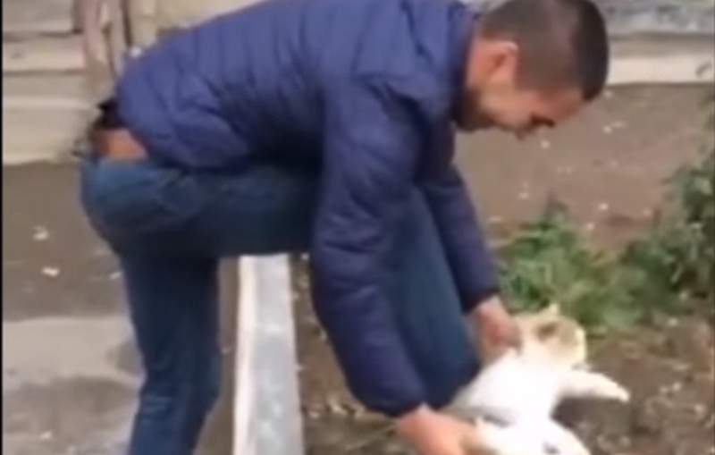 Γυάλισε τα παπούτσια του με μια γάτα και έγινε viral (Video) - Media