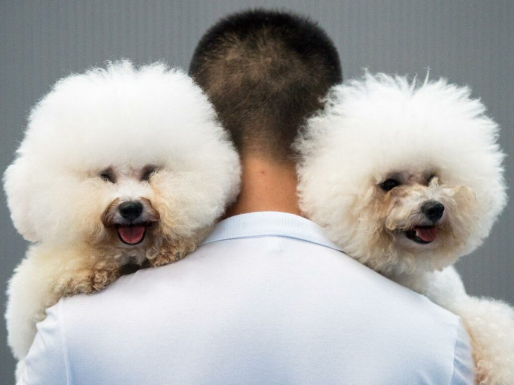 Αναστάτωση στη Νορβηγία για την άγνωστη ασθένεια που εξοντώνει τους σκύλους  - Media