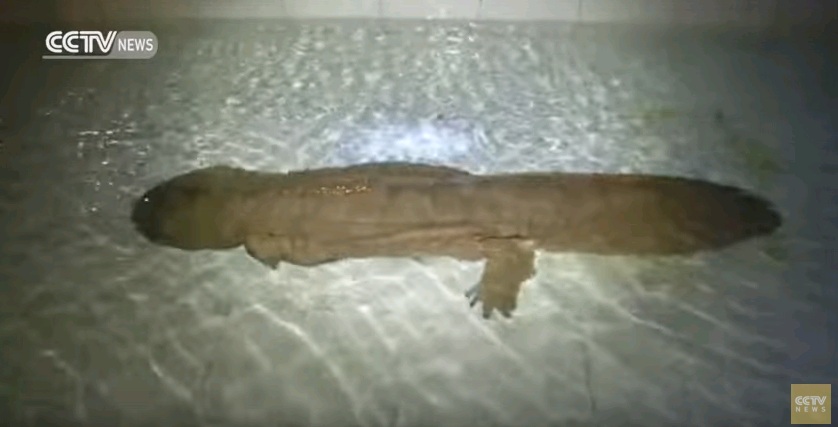 Τερμάτισε την... τεμπελιά! Σαλαμάνδρα έμεινε ακίνητη για 7 χρόνια (Photo) - Media