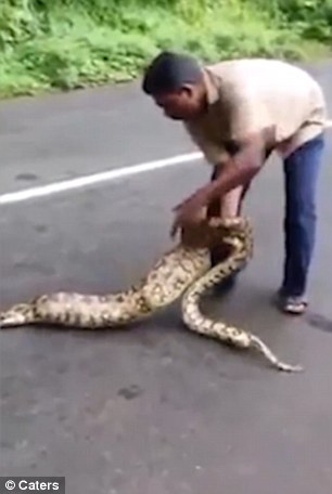 Αυτός ο Ινδός δεν μοιράζεται το φαγητό του με πύθωνες – Έβγαλε μέσα από το φίδι τις δύο μικρές κατσίκες του (Video) - Media