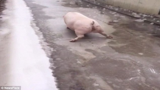 Είναι γεγονός, τα γουρούνια δεν μπορούν να προχωρήσουν σε παγωμένο δρόμο (Video) - Media