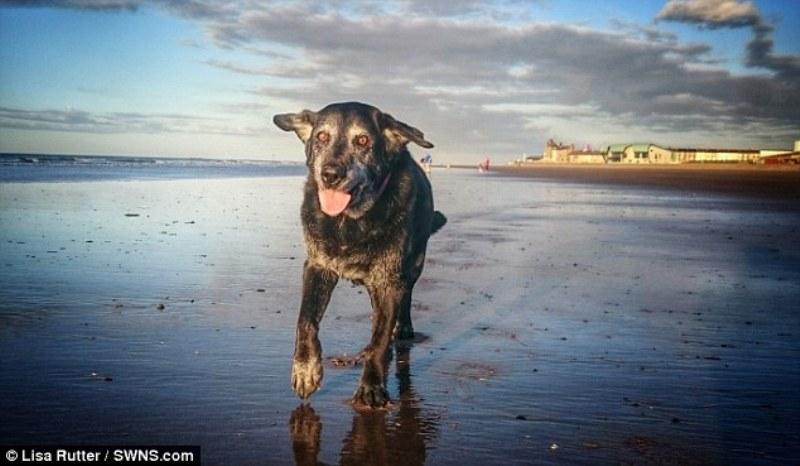 Η τελευταία βόλτα της Τζέσι: Σκυλίτσα τρέχει στην αγαπημένη της παραλία λίγο πριν την ευθανασία της (Photos) - Media