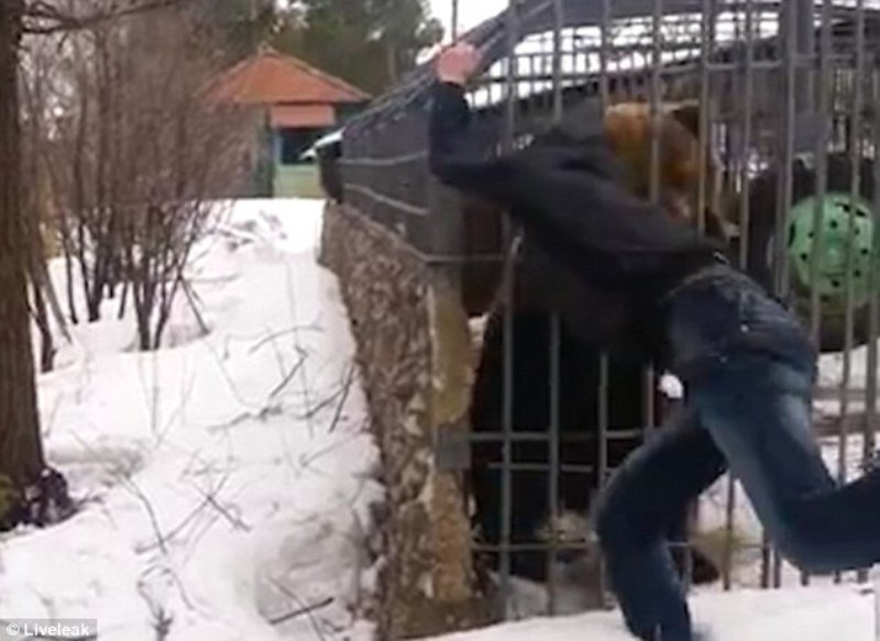 Μεθυσμένος Πολωνός, μπαίνει σε κλουβί αρκούδας στο ζωολογικό κήπο και επιχειρεί να πνίξει το ζώο (Video) - Media