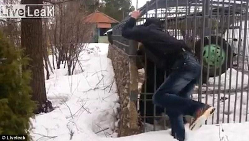 Υπάλληλος ζωολογικού κήπου είχε το συνήθειο να φιλάει τις αρκούδες στο στόμα μέχρι που μια τη γράπωσε και της έκοψε το πόδι (Video) - Media