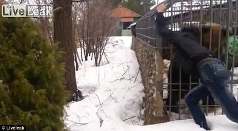 Έριξε τον σκύλο του στα δόντια μιας πολικής αρκούδας για να σώσει μια γυναίκα που κινδύνευε (Video) - Media