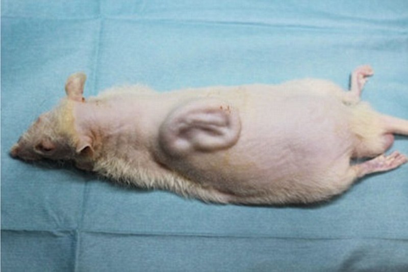 Ένα ανθρώπινο αυτί μεγαλώνει στην πλάτη ενός ποντικιού (Photos) - Media