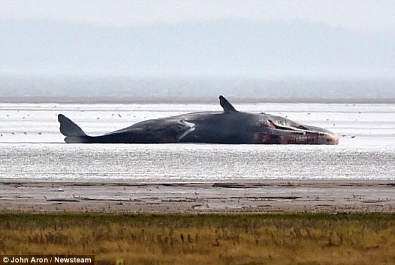 Νεκρή φάλαινα ξεβράστηκε στην Κερατέα (Video) - Media