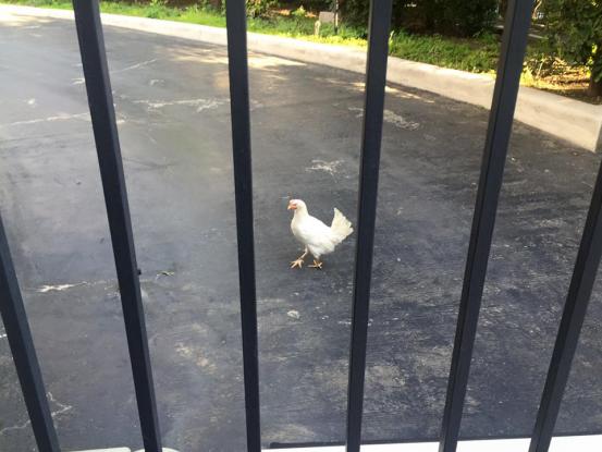 Το Μαξίμου θα κάνει σούπα την κότα; - Media