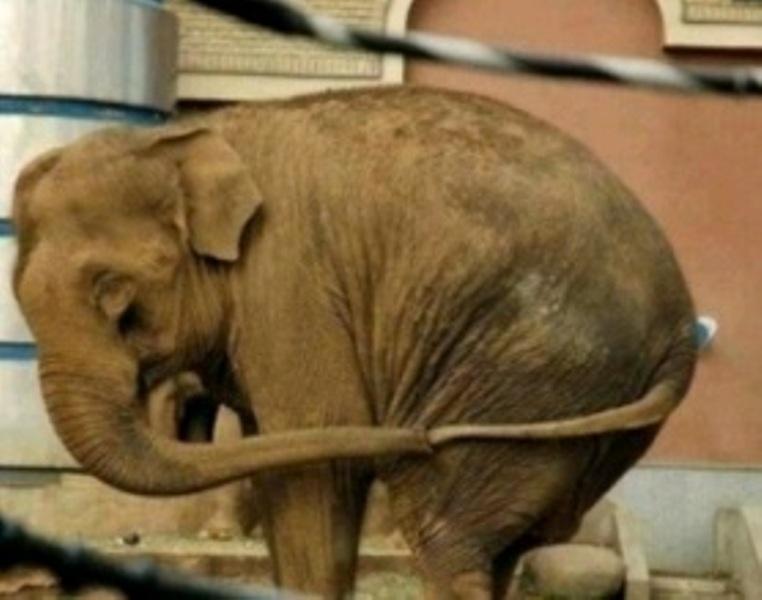 Ο μοναχικός ελέφαντας που για συντροφιά κρατάει την ουρά του - Media