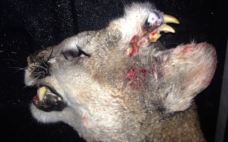 Λιοντάρι με δόντια στο μέτωπο του σοκάρει τους επιστήμονες - Media