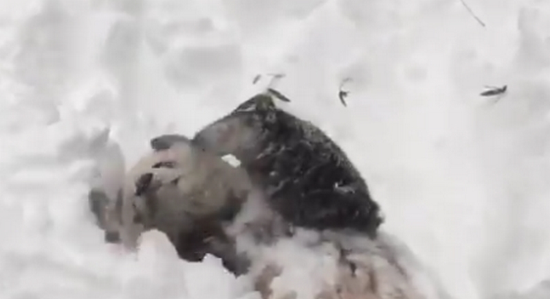 Το ενθουσιώδες πάντα, ξυπνά μέσα στα χιόνια και εκστασιάζεται! (Video) - Media