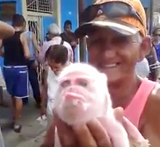 Γουρουνάκι με πρόσωπο μαϊμούς γεννήθηκε στην Κούβα - Media