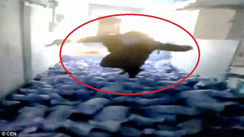 Κτηνωδία: Χοροπηδάει επάνω σε μικρά νεογέννητα γουρουνάκια και τα σκοτώνει ακαριαία (Video &Photos) - Media