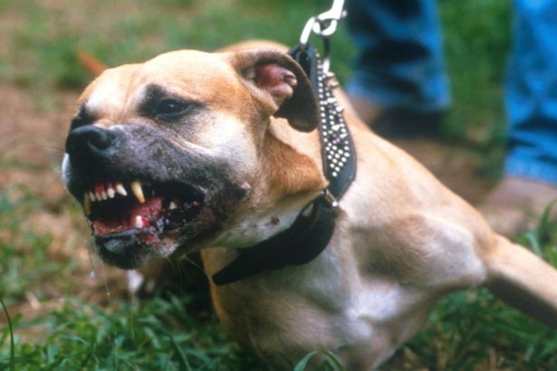 Πιτ μπουλ επιτέθηκε στην ιδιοκτήτρια του – Είχε «κλειδώσει» τα σαγόνια του στο χέρι της επί 18 λεπτά  - Media