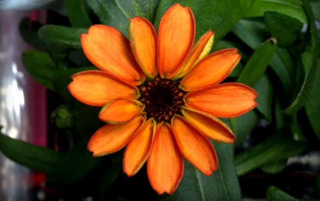 Παρουσιάστηκε το πρώτο λουλούδι που καλλιεργήθηκε στο διάστημα - Media