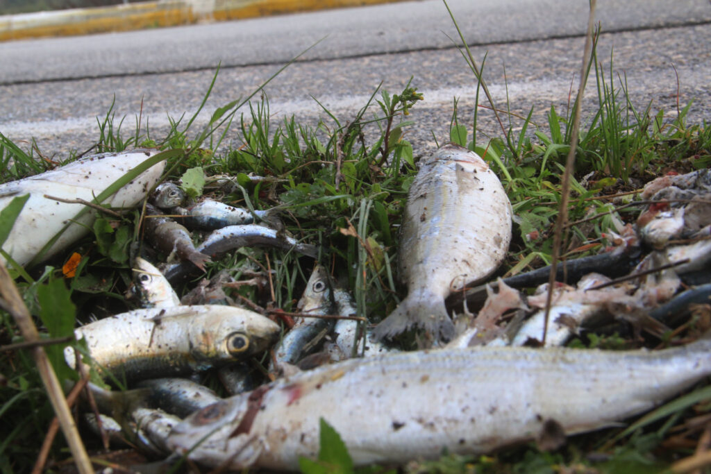 Η εθνική Ναυπλίου-Μυκηνών γέμισε ψάρια (Photos) - Media