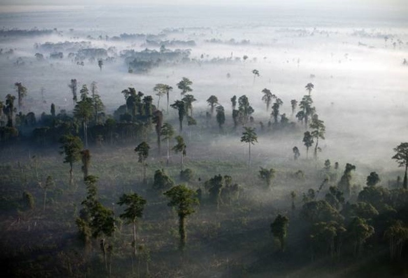 Πώς ο Άγιος Βαλεντίνος καταστρέφει τα τροπικά δάση - Media