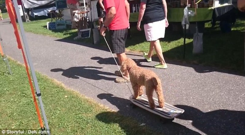 Ο σκύλος που… βαριέται να περπατήσει! (Video) - Media