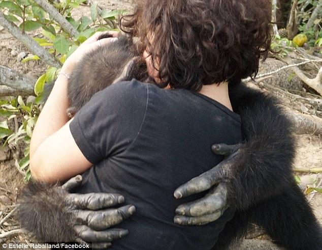 Ο πιο μοναχικός χιμπατζής στον κόσμο: Τον εγκατέλειψαν σε νησί - Καλωσορίζει τους επισκέπτες με τρυφερές αγκαλιές (Photos) - Media