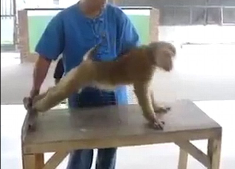 Η μαϊμού που κάνει push-ups και κοιλιακούς όπως ένας... άνθρωπος! (Video) - Media