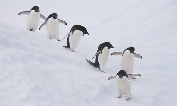 Γιγάντιο παγόβουνο σκοτώνει 150.000 πιγκουίνους - Media