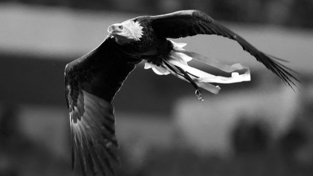 Ναύπακτος: Φίδι τυλίχθηκε γύρω από αετό - Αγρότες έσωσαν το πτηνό - Media