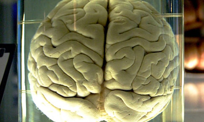 Μαζική παραγωγή εγκεφάλων στα εργαστήρια του Τζον Χόπκινς   - Media