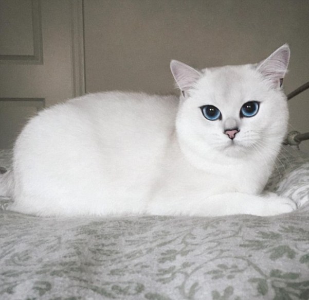 Αυτή είναι η πιο όμορφη γάτα του κόσμου (Photo -Video) - Media