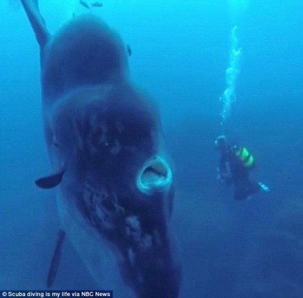 Πως νιώθει κάποιος όταν κολυμπάει δίπλα στο μεγαλύτερο ψάρι του πλανήτη; - Χωράει ολόκληρος στο στόμα του (Video)  - Media