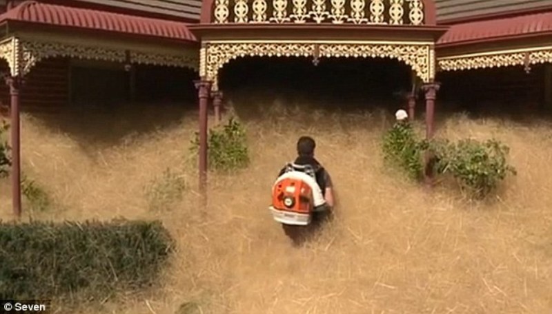 Ζιζάνια απειλούν να πνίξουν (στην κυριολεξία) μια ολόκληρη πόλη (Video) - Media