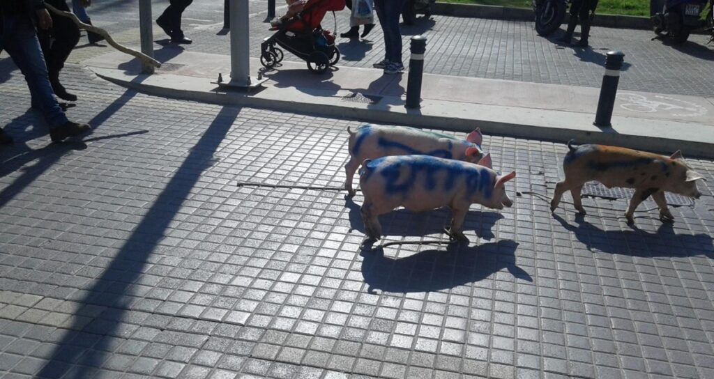 Οι αγρότες έκαναν πορεία με… γουρούνια στο Ρέθυμνο! (Video) - Media