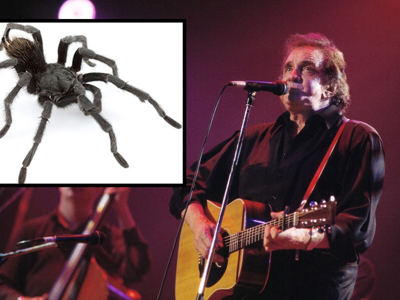 Ονόμασαν ταραντούλα Johnny Cash  - Media