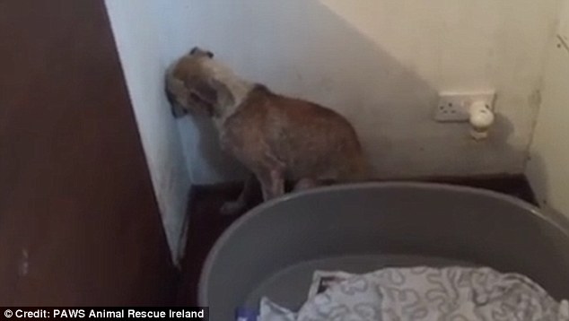 Ραγίζει καρδιές η κακοποιημένη σκυλίτσα που δεν τολμάει να κοιτάξει πουθενά (Video) - Media