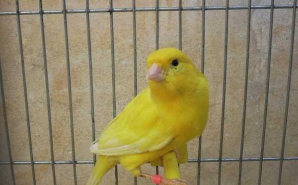 Τον συνέλαβαν επειδή έκλεψε… 70 καναρίνια! - Media